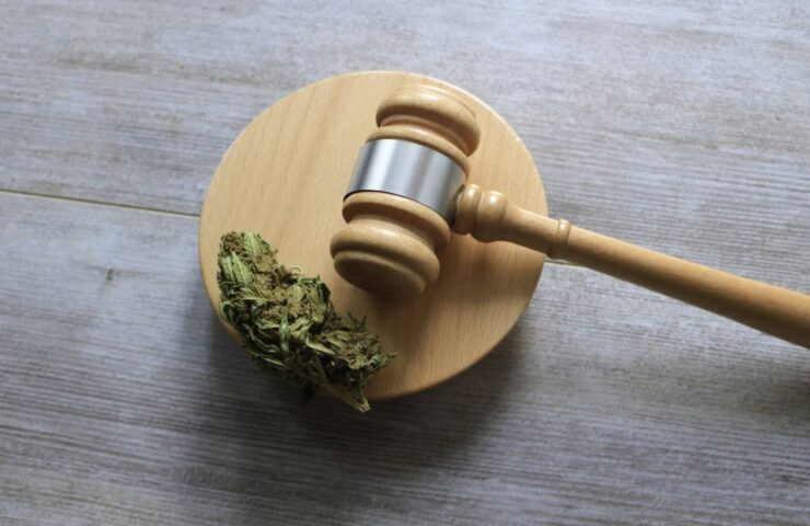 Hemp flower lying next to a gavel.